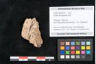 Foto (Objekt + Etikett) von Callitris brongniartii Endl. (NHMW-GEO-2024-0188-8220)